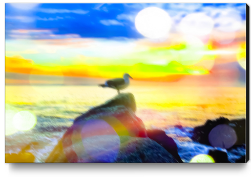 bird on the stone with the summer beach sunset background Canvas Print by Timmy333