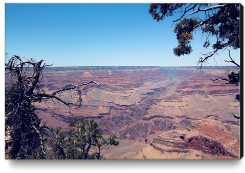 desert at Grand Canyon national park, USA in summer Canvas Print by Timmy333