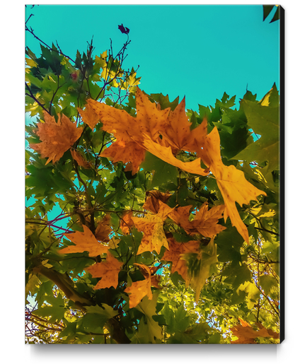 Maple tree branch with orange and green autumn leaves and blue sky Canvas Print by Timmy333