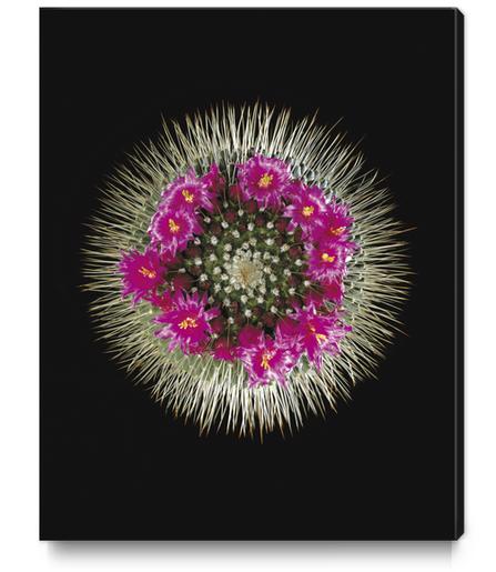 Cactus Mammilaria Canvas Print by Mermet