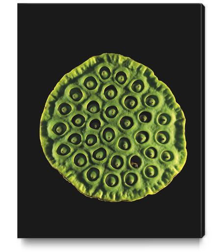 Nelumbo Canvas Print by Mermet