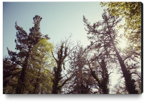 Trees Canvas Print by Salvatore Russolillo