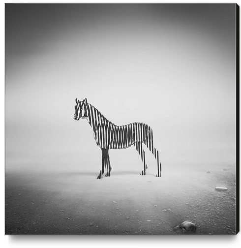 Zebra Mist Canvas Print by Eugene Soloviev