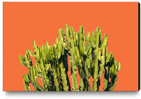 Bold Cactus Canvas Print by Uma Gokhale