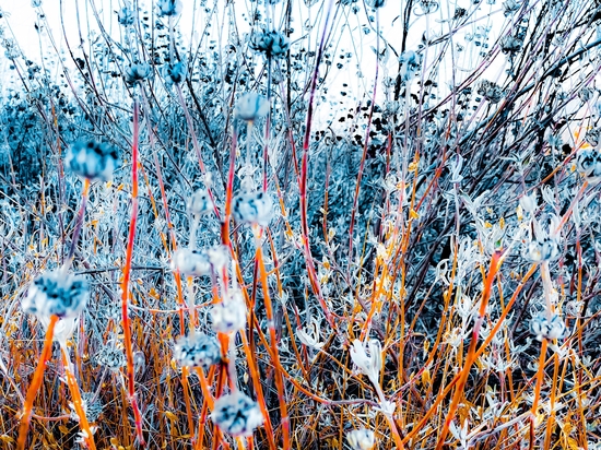 blooming dry wildflowers with dry grass field background by Timmy333