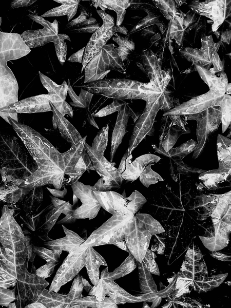 ivy leaves texture background in black and white by Timmy333