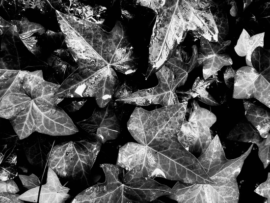 closeup ivy leaves garden texture background in black and white by Timmy333