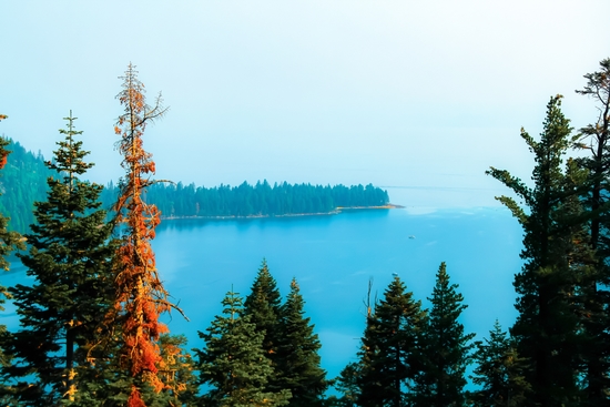 lake and pine tree at Emerald Bay state park, Lake Tahoe, California, USA by Timmy333