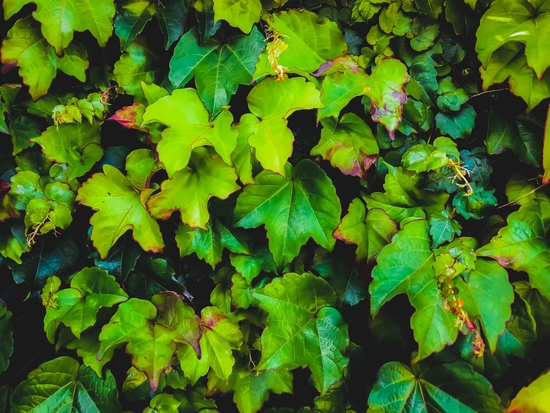 green ivy leaves texture background by Timmy333