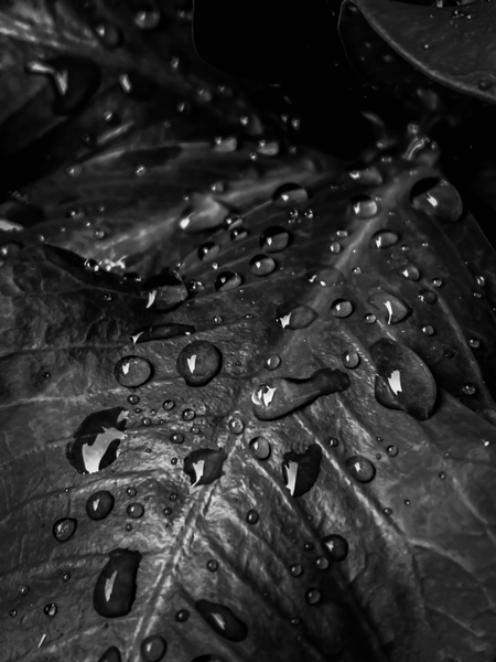 Closeup leaves with drop of water in black and white by Timmy333