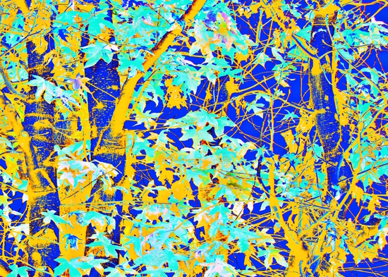 green maple tree leaf with blue and yellow abstract background by Timmy333