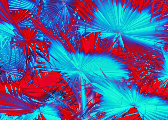 closeup palm leaf texture abstract background in blue and red by Timmy333