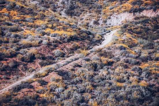 blooming yellow poppy flower field over the mountain in California, USA by Timmy333