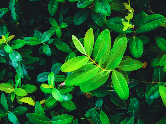 closeup fresh green leaves texture background by Timmy333