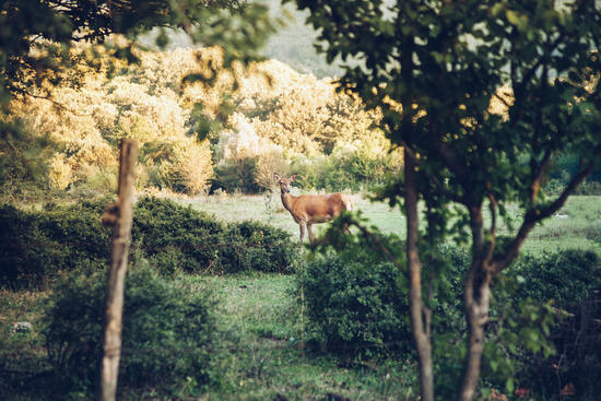 Lone Deer by Salvatore Russolillo