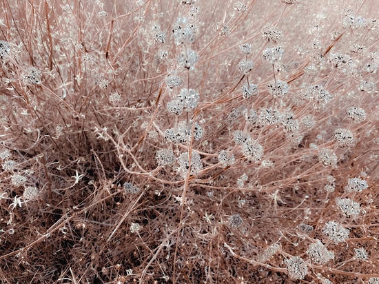 blooming dry flowers with brown dry grass field abstract background by Timmy333