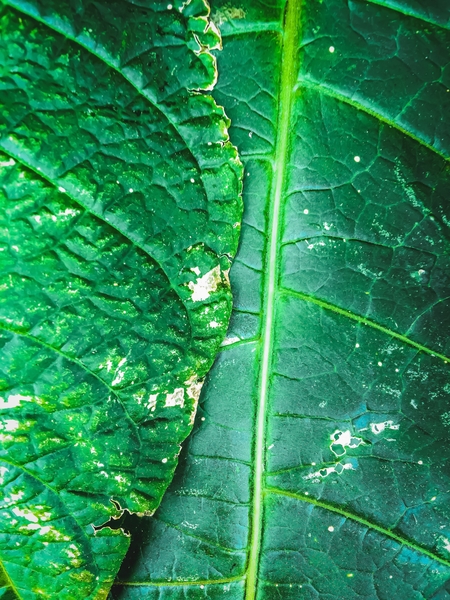 closeup green leaves texture background by Timmy333