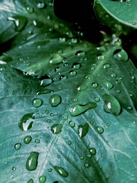 closeup green leaf texture with drop of water by Timmy333