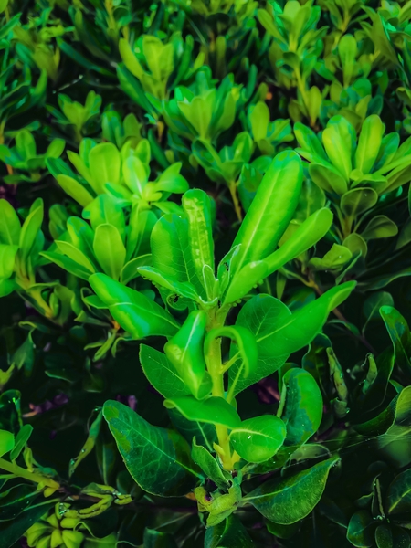 green leaves plant texture background by Timmy333