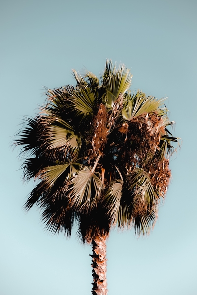 Closeup isolated palm tree with green leaves in summer with blue sky by Timmy333