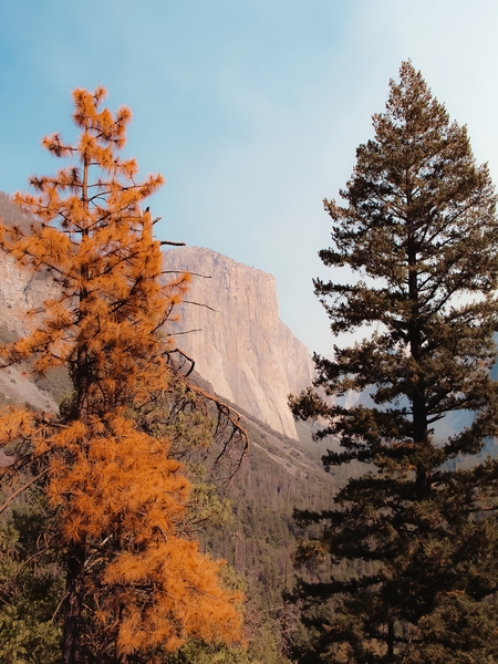 mountain with autumn tree at Yosemite national park USA by Timmy333