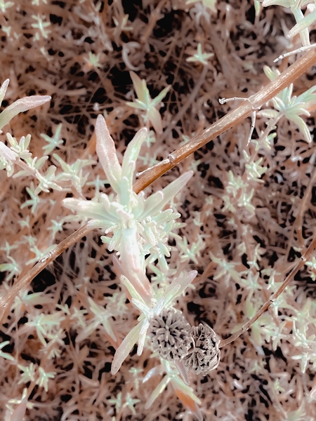 dry flowers with brown dry grass texture abstract background by Timmy333