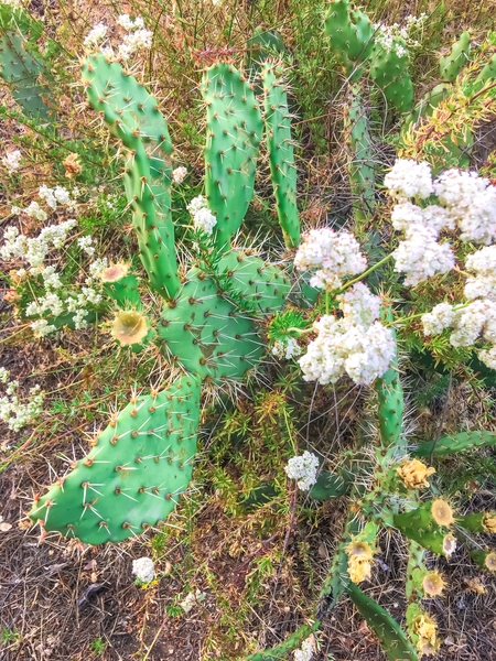 green cactus with blooming white flowers by Timmy333