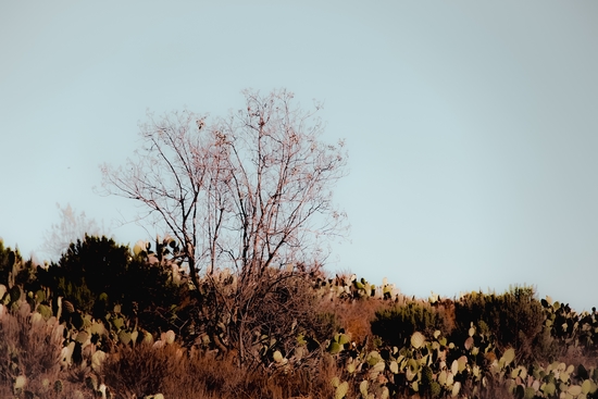 isolated tree and cactus garden with blue sky background by Timmy333