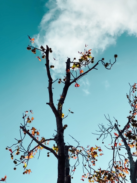 Tree branch and orange autumn leaves with blue sky background by Timmy333