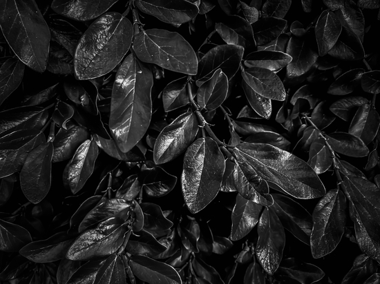 Closeup leaves garden texture in black and white by Timmy333