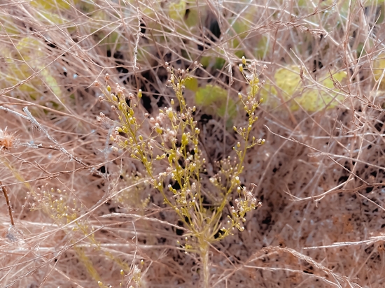 Closeup green plant and dry grass field background by Timmy333