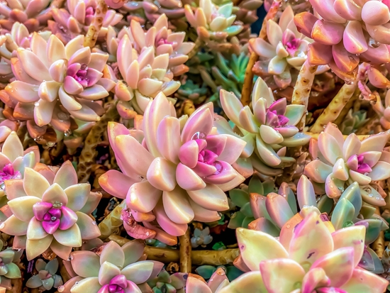 closeup pink and green succulent plant garden by Timmy333