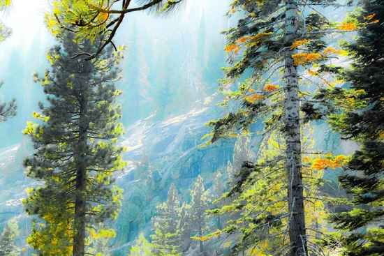 green pine tree with mountains background at Lake Tahoe, California, USA by Timmy333