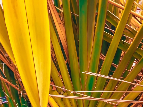 closeup yellow and green leaves texture background by Timmy333