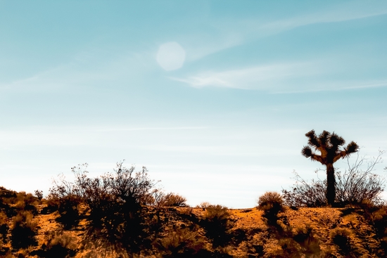 Cactus and desert view at Red Rock Canyon State Park California USA by Timmy333