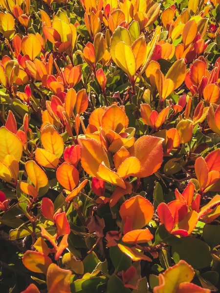 closeup orange leaves plant texture background by Timmy333