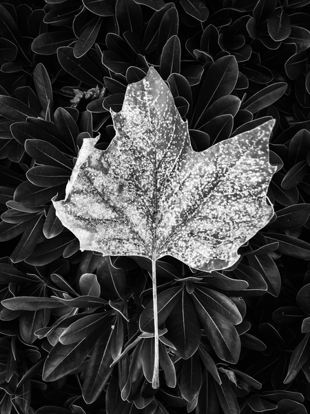 closeup leaves texture in black and white by Timmy333