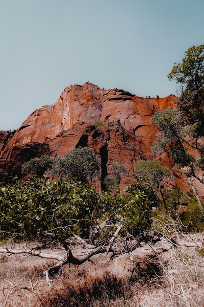 mountain with green tree in the forest at Zion national park, Utah, USA by Timmy333