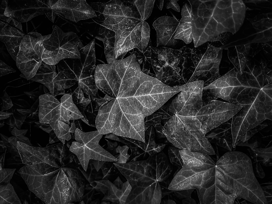 closeup ivy leaves texture background in black and white by Timmy333