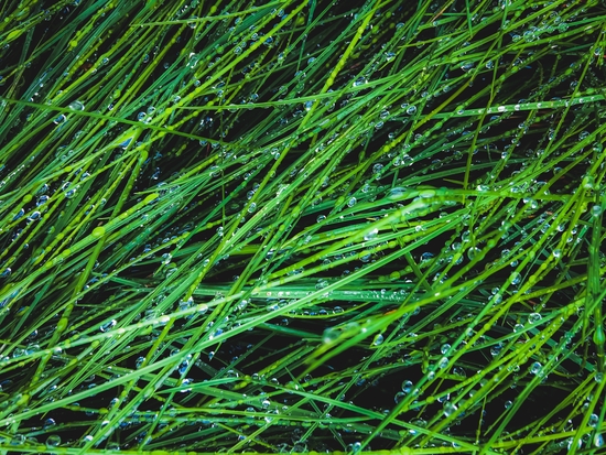 closeup green grass texture background with raindrops by Timmy333