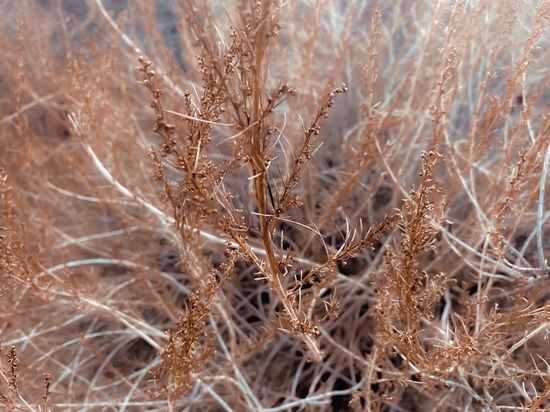 Closeup dry brown plant texture abstract background by Timmy333