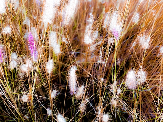 Closeup blooming pink grass flowers field abstract by Timmy333