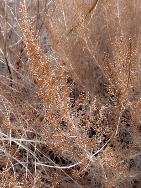 brown dry plant texture abstract background by Timmy333