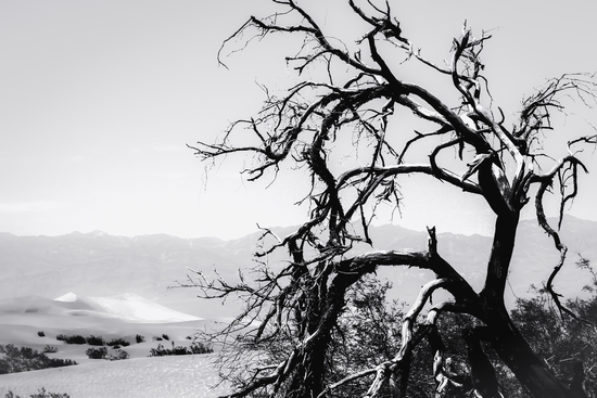 tree branch in desert at Death Valley national park California in black and white by Timmy333