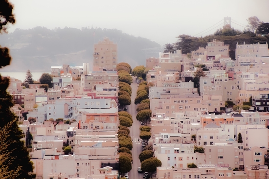 road with green tree and buildings at San Francisco California USA by Timmy333