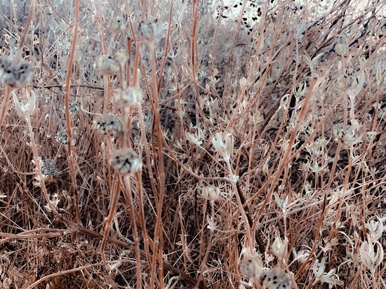 Closeup blooming dry flowers with grass field background by Timmy333