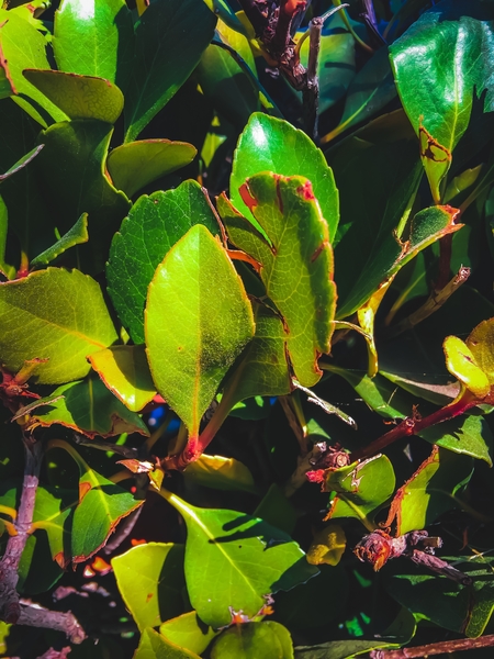 closeup green leaves garden texture background by Timmy333