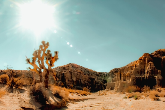 Cactus in the desert with summer light at Red Rock Canyon State Park, California, USA by Timmy333