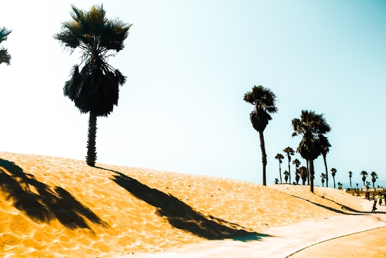 summer sandy beach and palm tree at Oxnard Beach, California, USA by Timmy333