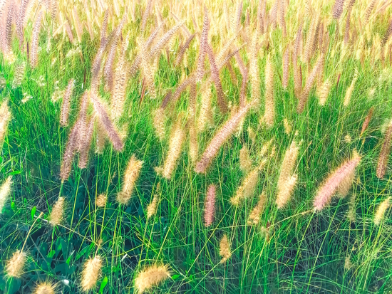 closeup green grass field texture with grass flowers by Timmy333